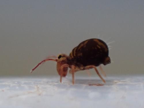 Dicyrtomina ornata
